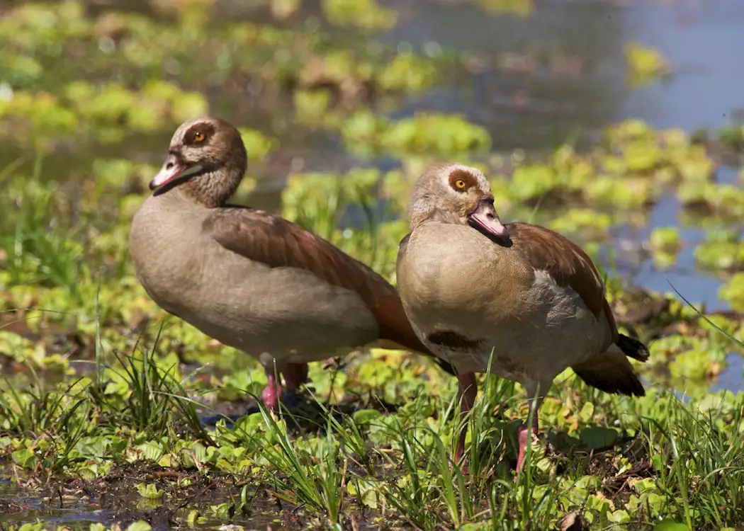 Egyptian geese, Luangwa Valley