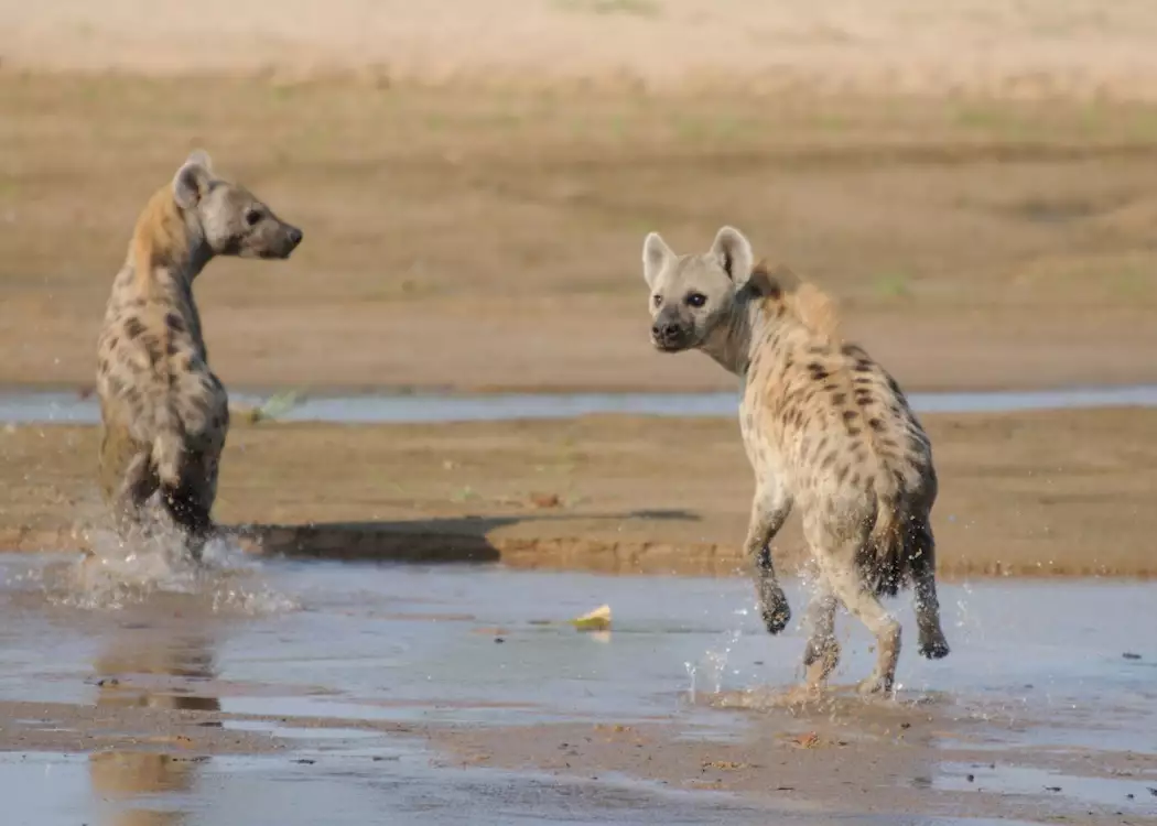 Hyena in the Luangwa River