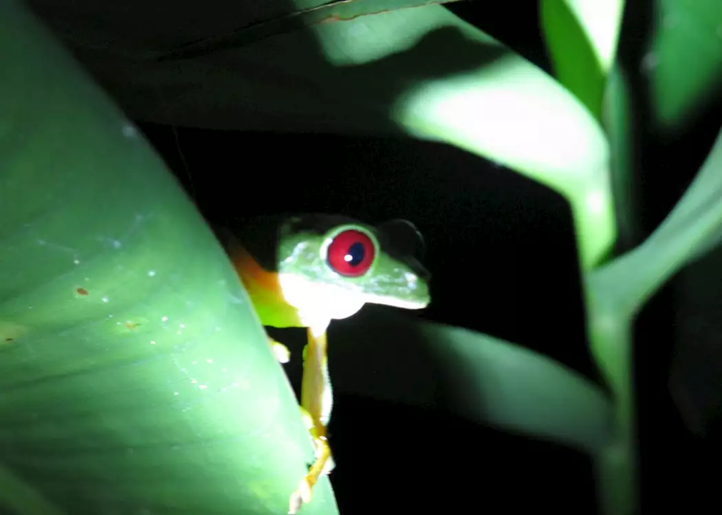 Red-eyed tree frog, Manuel Antonio