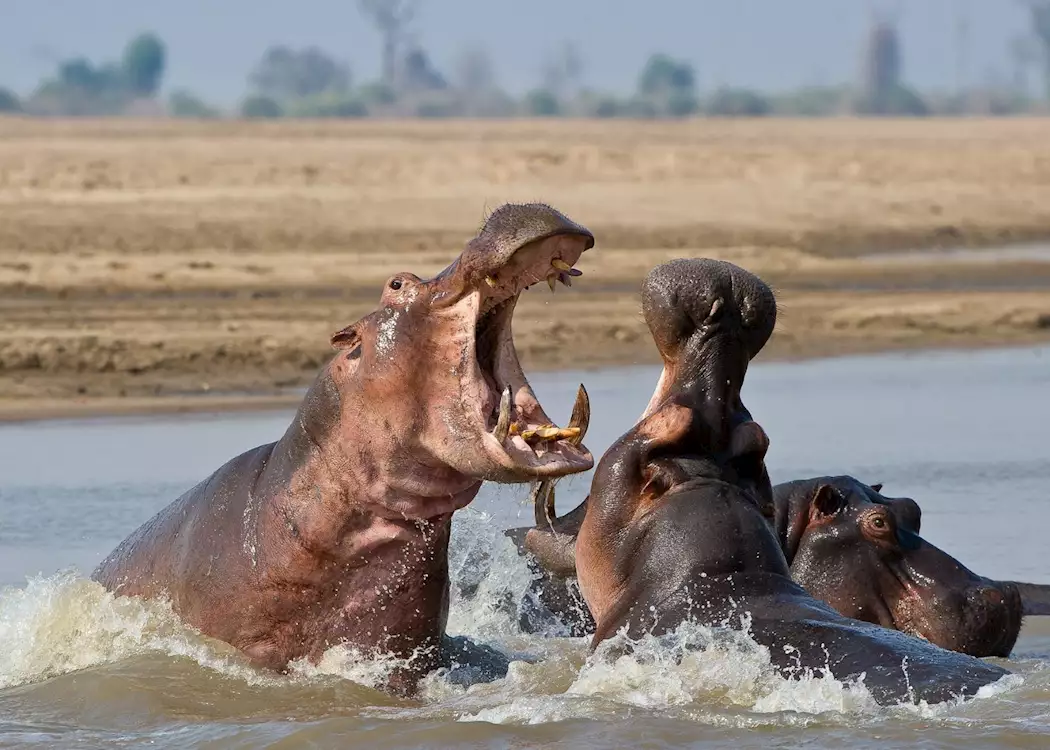 Hippo fighting in the Luangwa River