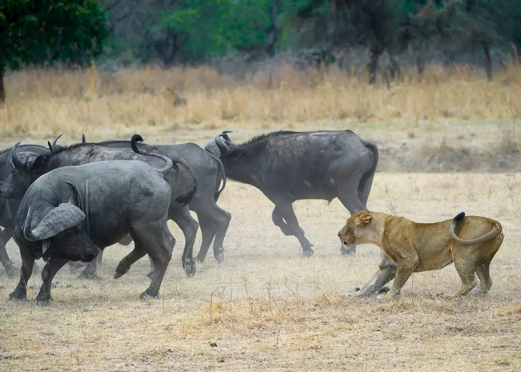 Lion hunting buffalo in the South Luangwa