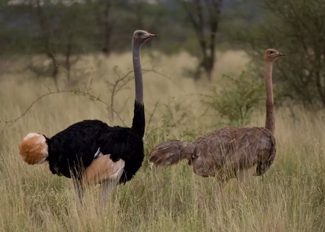 Ostrich pair, Meru National Park