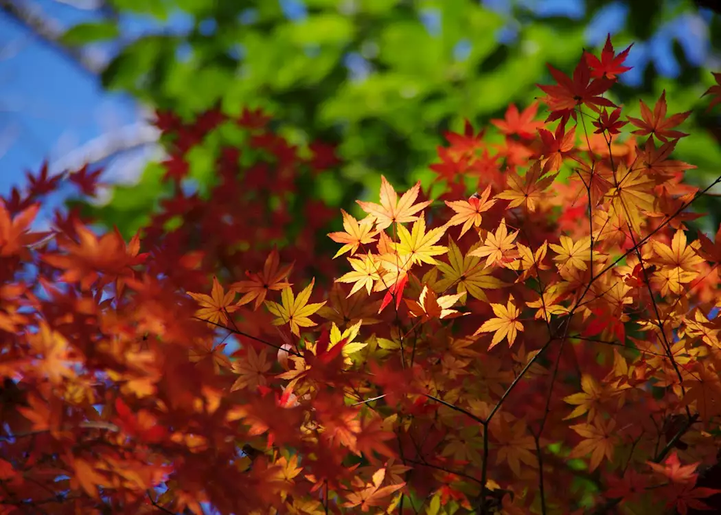 Autumn colours in Kyoto