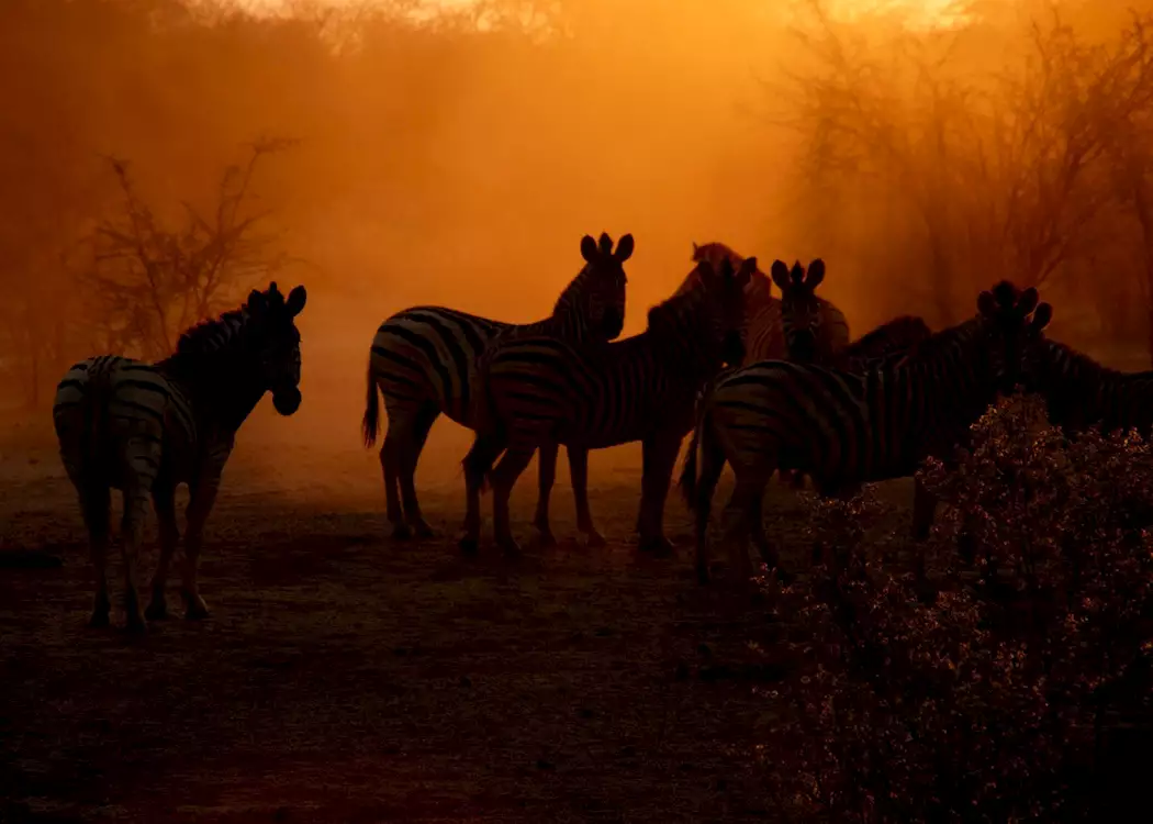 Zebra in the Central Kalahari