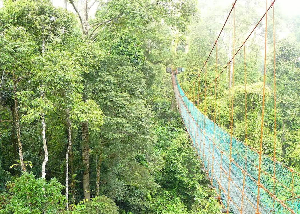 Canopy Walkway, Danum Valley, Malaysian Borneo