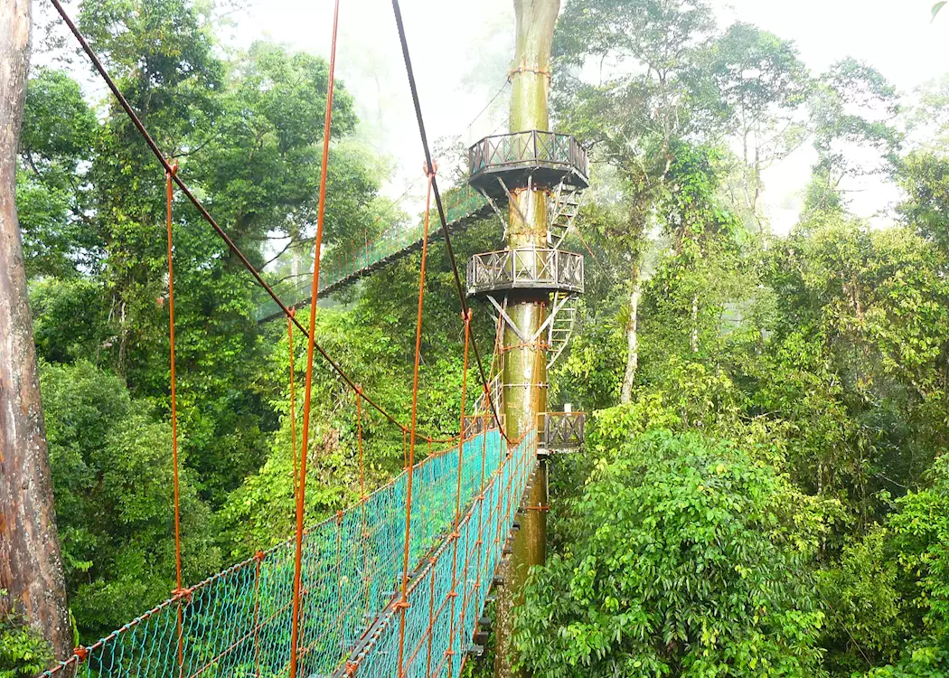 Canopy Walkways, Danum Valley, Malaysian Borneo