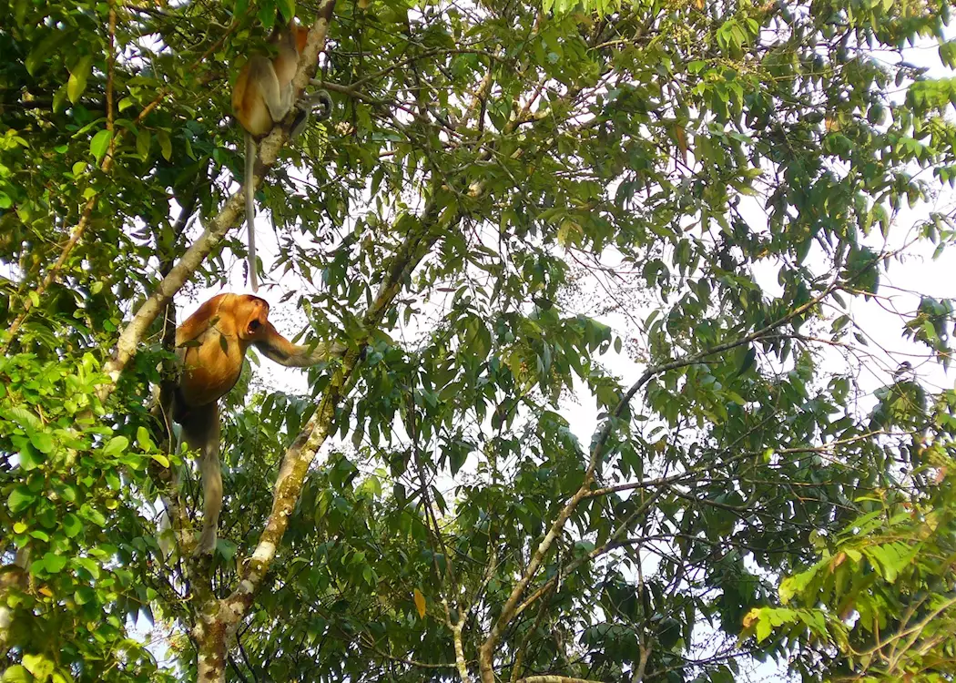 Proboscis monkeys on the Kinabatangan River, Malaysian Borneo