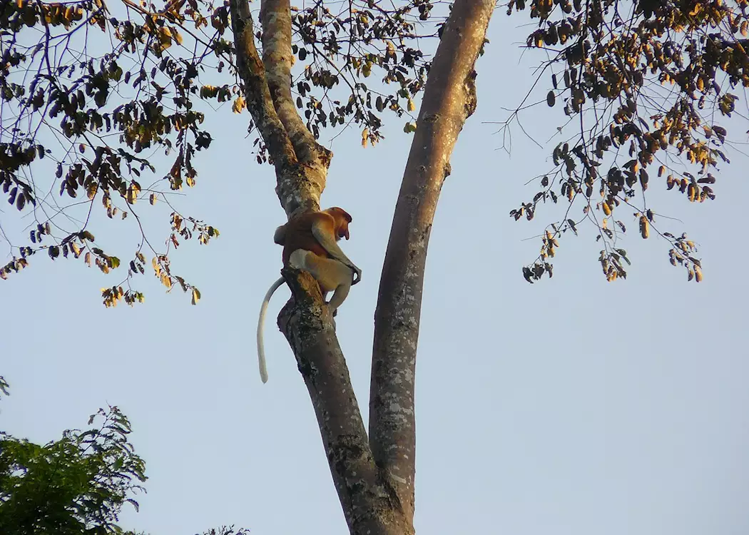 Proboscis monkey on the Kinabatangan River, Malaysian Borneo