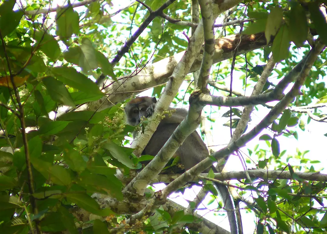 Long-tailed macaque on the Kinabatangan River, Malaysian Borneo
