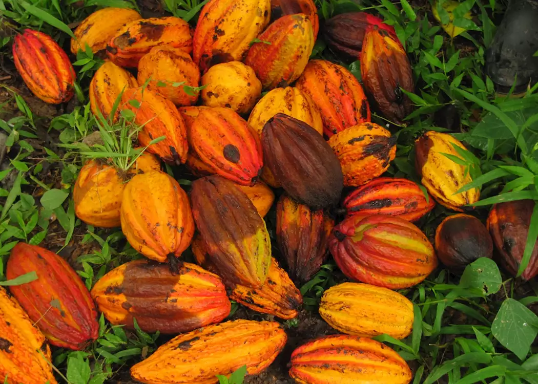 Cacao Plantation Tour, Punta Gorda