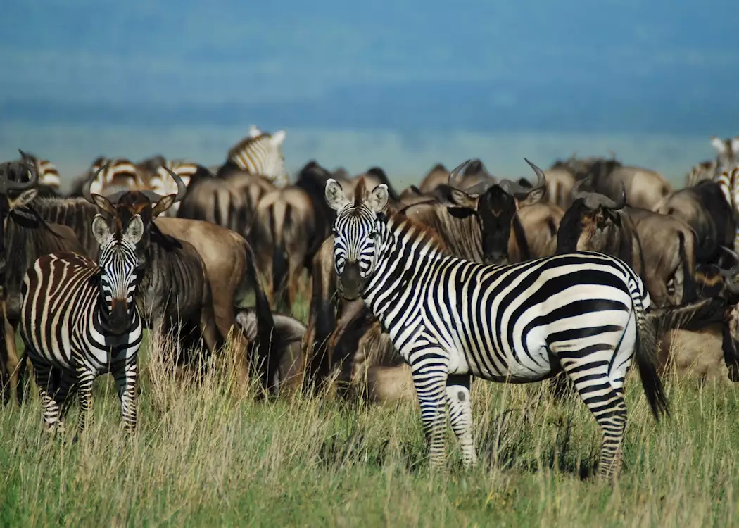 the serengeti's great migration 洋書 The Serengeti's Great Migration