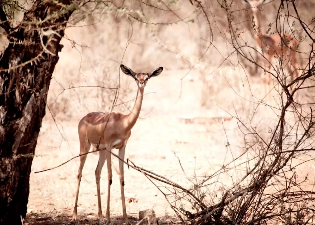 Gerenuk antelope, Samburu & Buffalo Springs