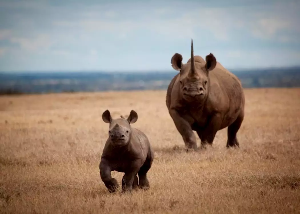 Rhino mother and calf, Laikipia