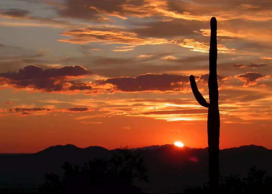 Saguaro Cactus at sunset, Saguaro National Park, near Tucson, Arizona