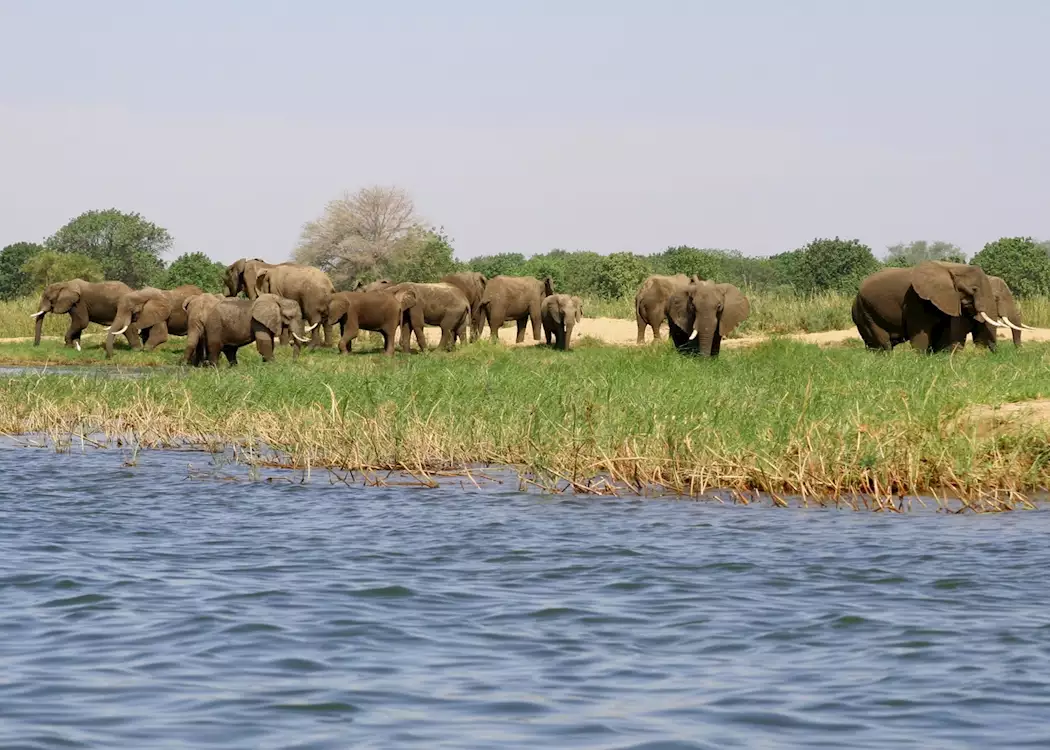 Elephant, Lower Zambezi National Park, Zambia