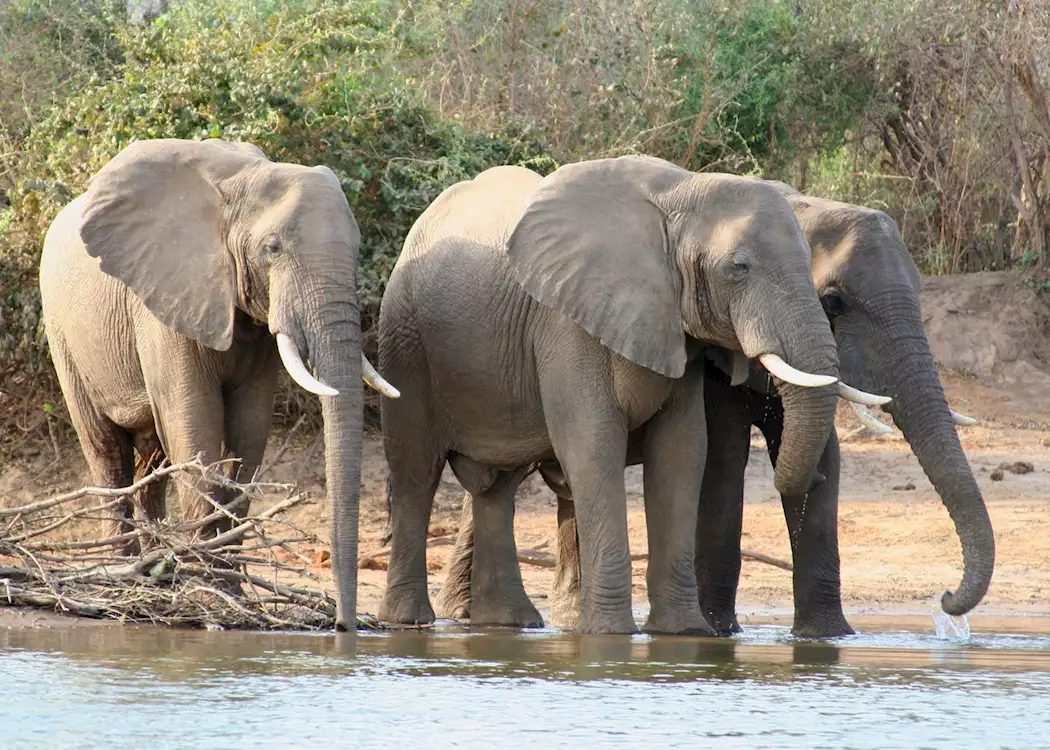 Elephants drinking from the river, Lower Zambezi National Park