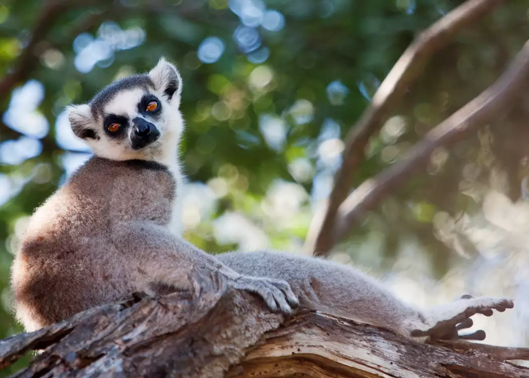 Ring-tailed lemur, Manafiafy, Madagascar