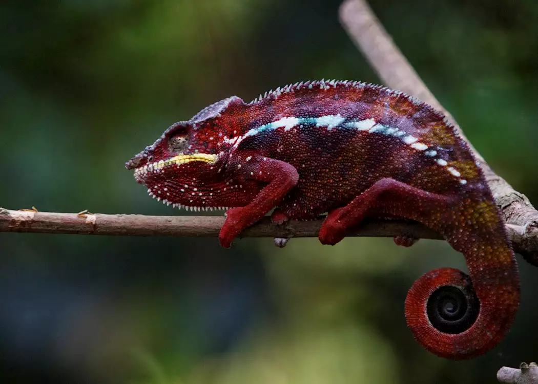 Chameleon in Manafiafy, Madagascar