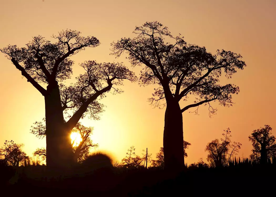 Baobabs at sunset, Ifotaka Community Forest, Madagascar