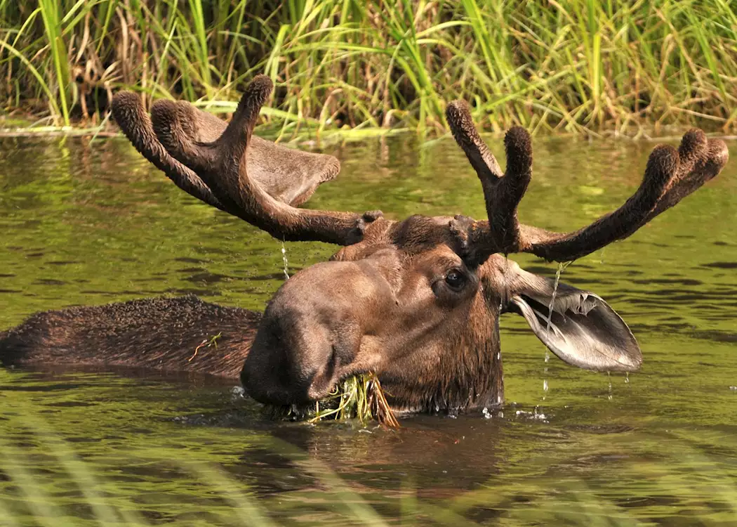 Moose near Fairbanks, Alaska