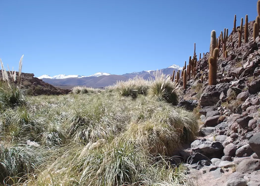 Atacama excursions
