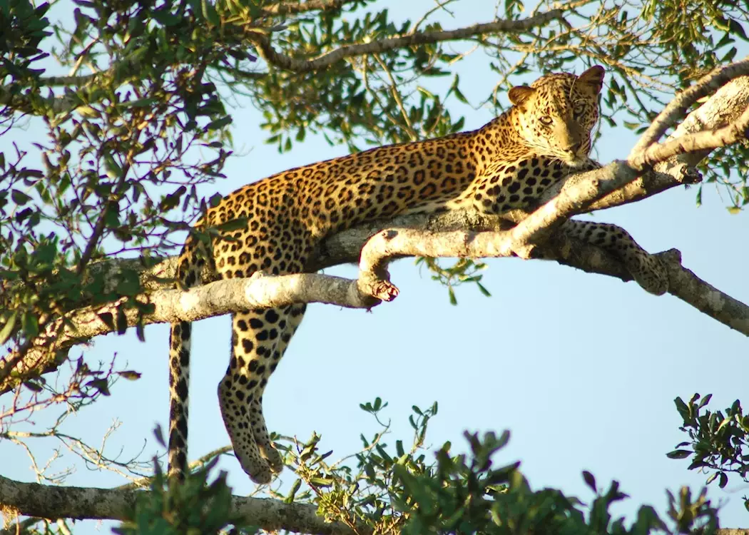 Leopard in Yala National Park