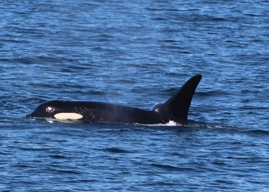 An orca swims by off Vancouver Island, Canada