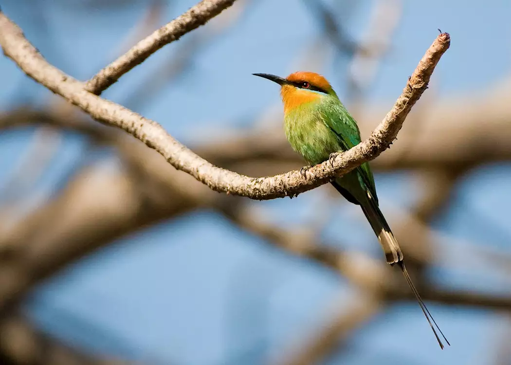 Bee-eater, Cape Maclear, Malawi