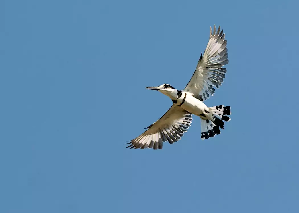 Pied kingfisher at Cape Maclear, Malawi