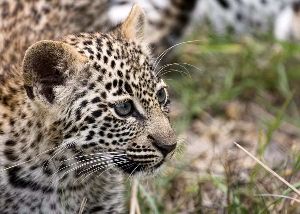 A young leopard cub watches an animal in the distance