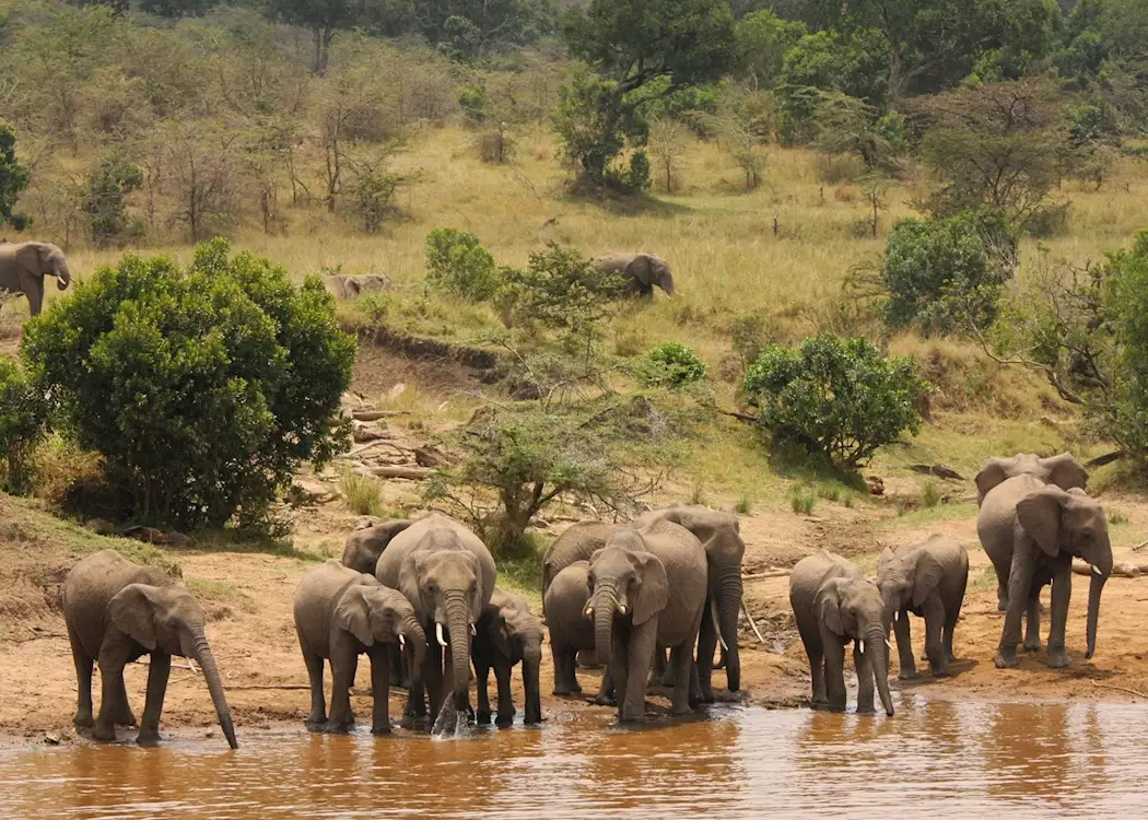 Elephant herd, Masai Mara