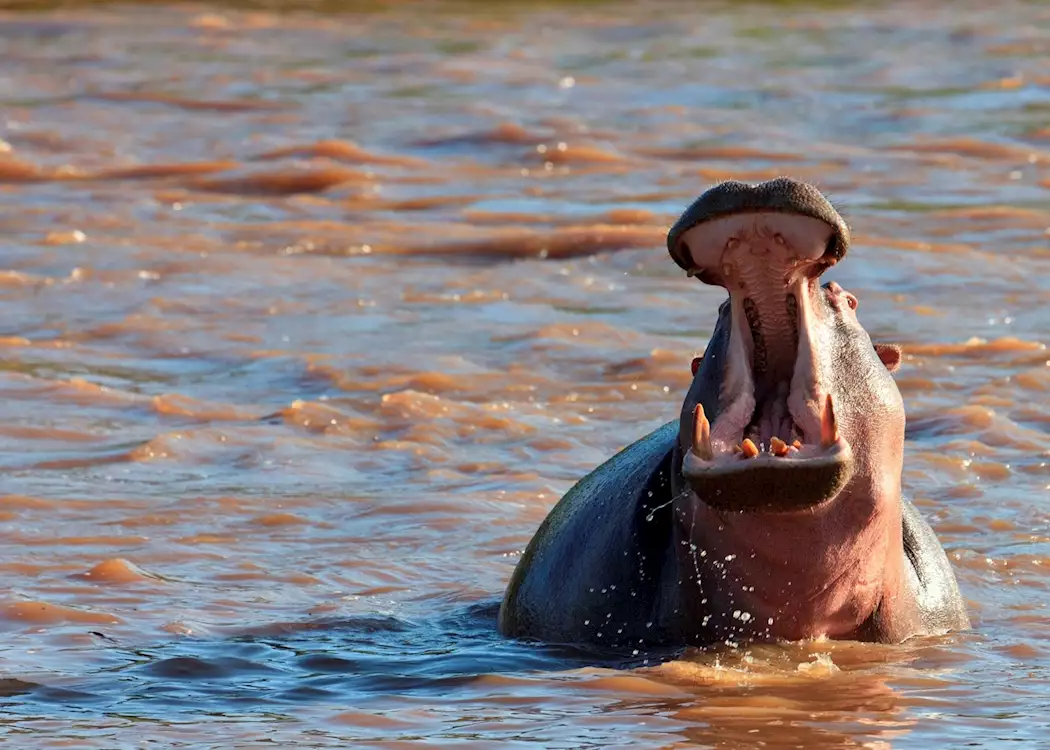 Hippo yawn, Masai Mara