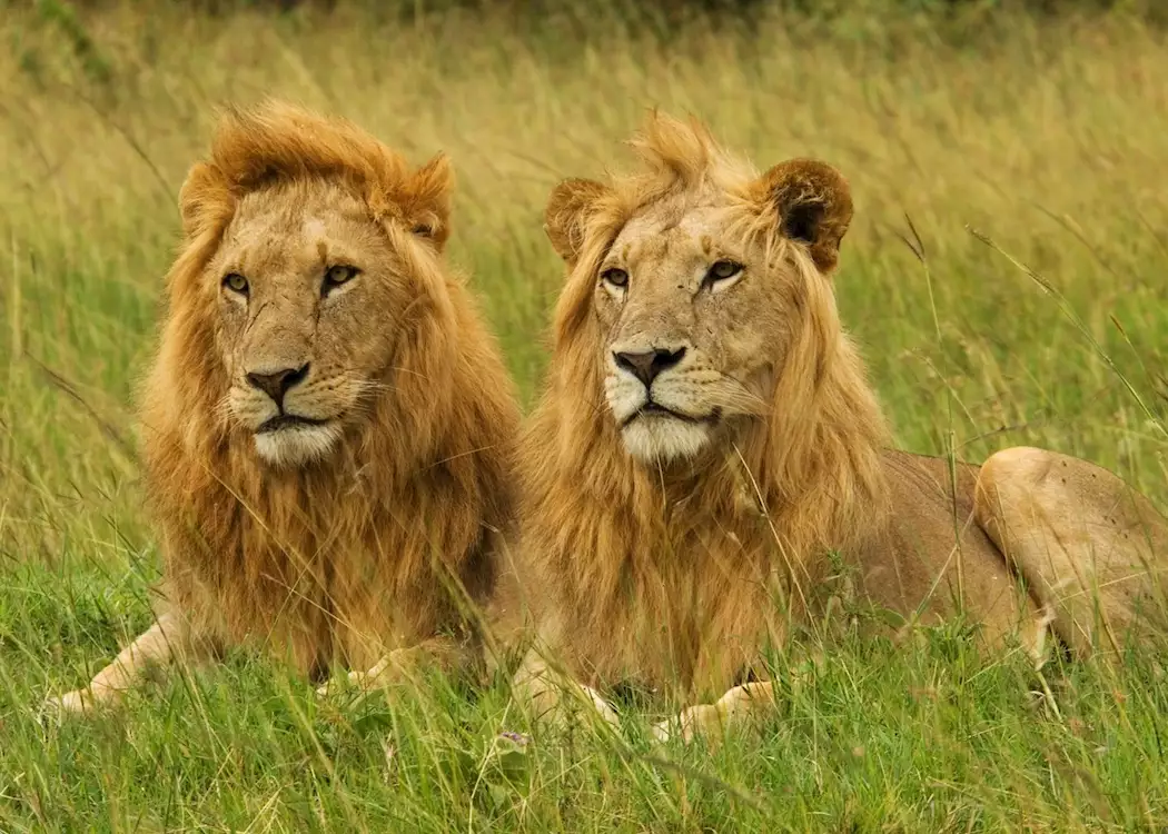 Male lions, Masai Mara