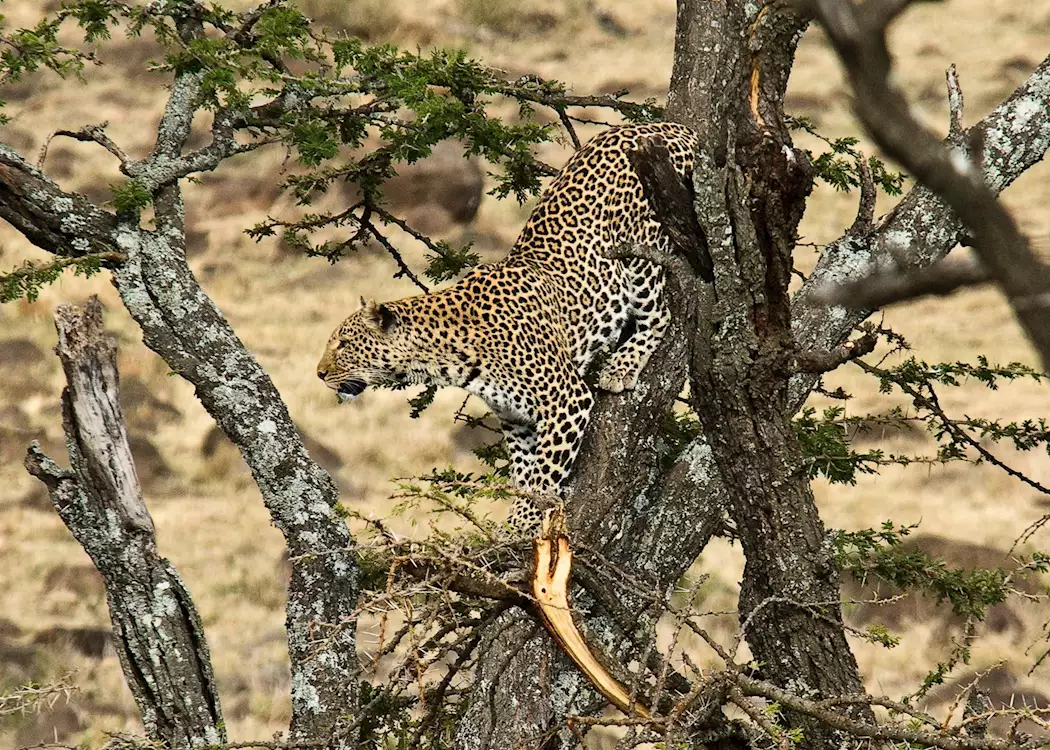 Leopard in a tree, Masai Mara
