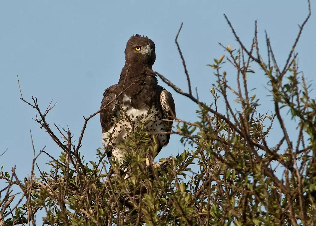 Martial eagle, Masai Mara