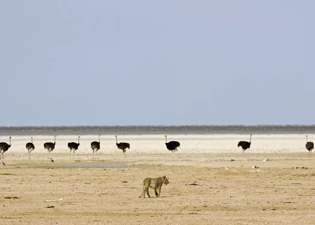 Lion and ostrich on the Etosha pan, Namibia