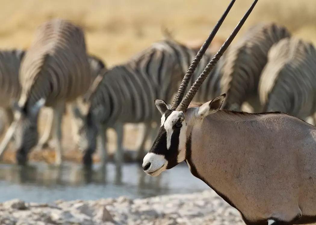 Oryx and zebra at an Etosha waterhole, Namibia