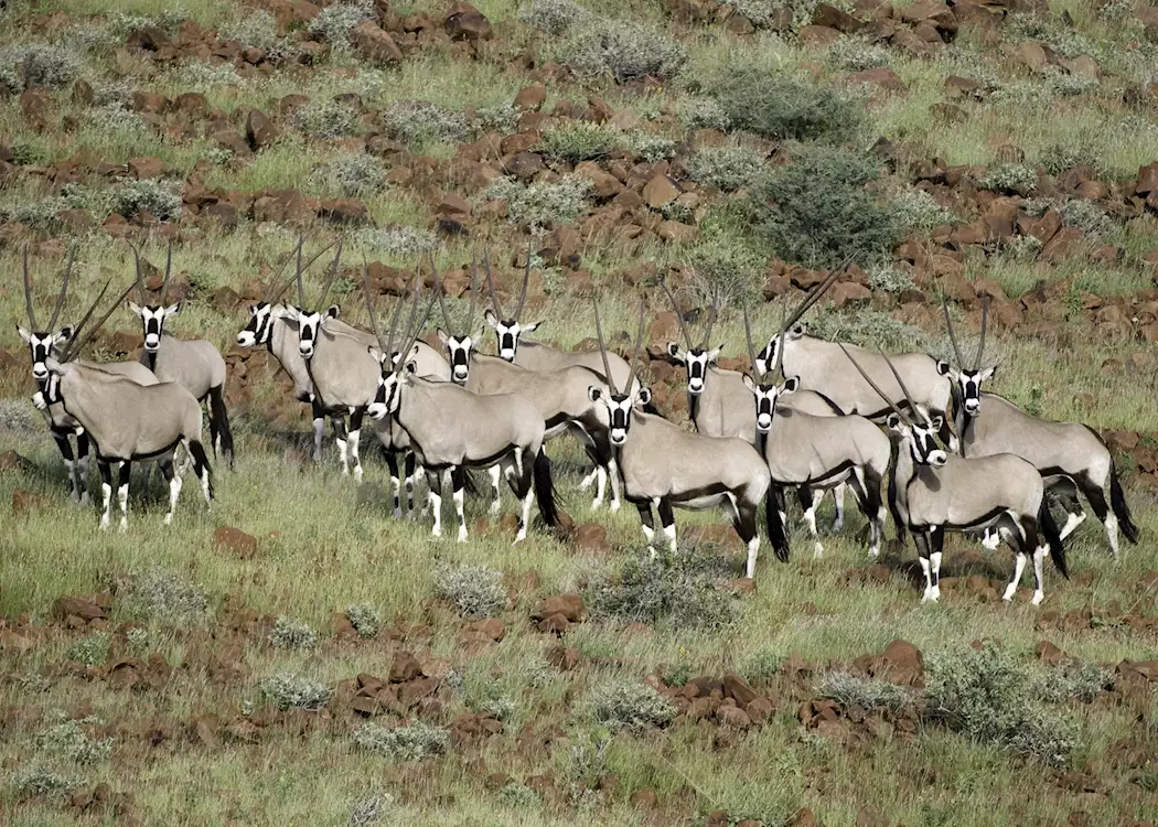 Herd of oryx, Namibia