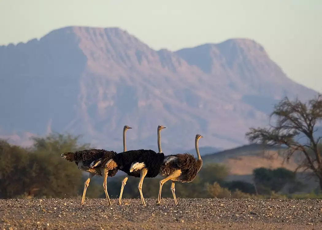 Ostrich trio, Damaraland