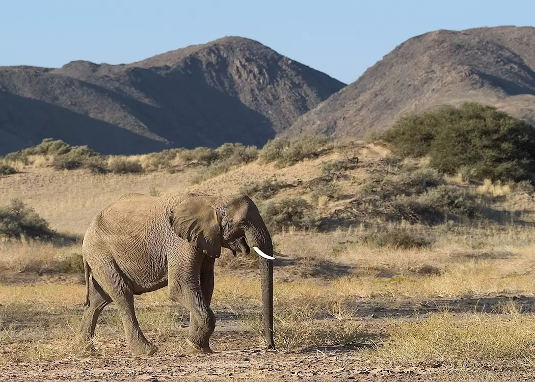Desert elephant, Namibia