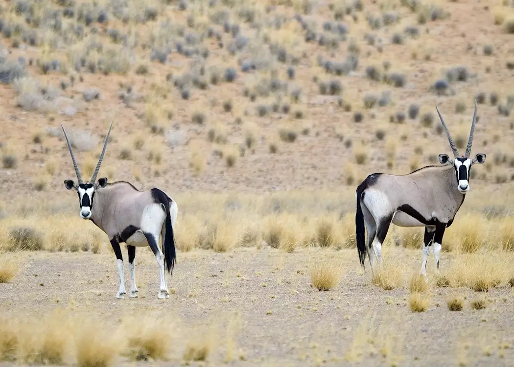 Oryx pair, Damaraland
