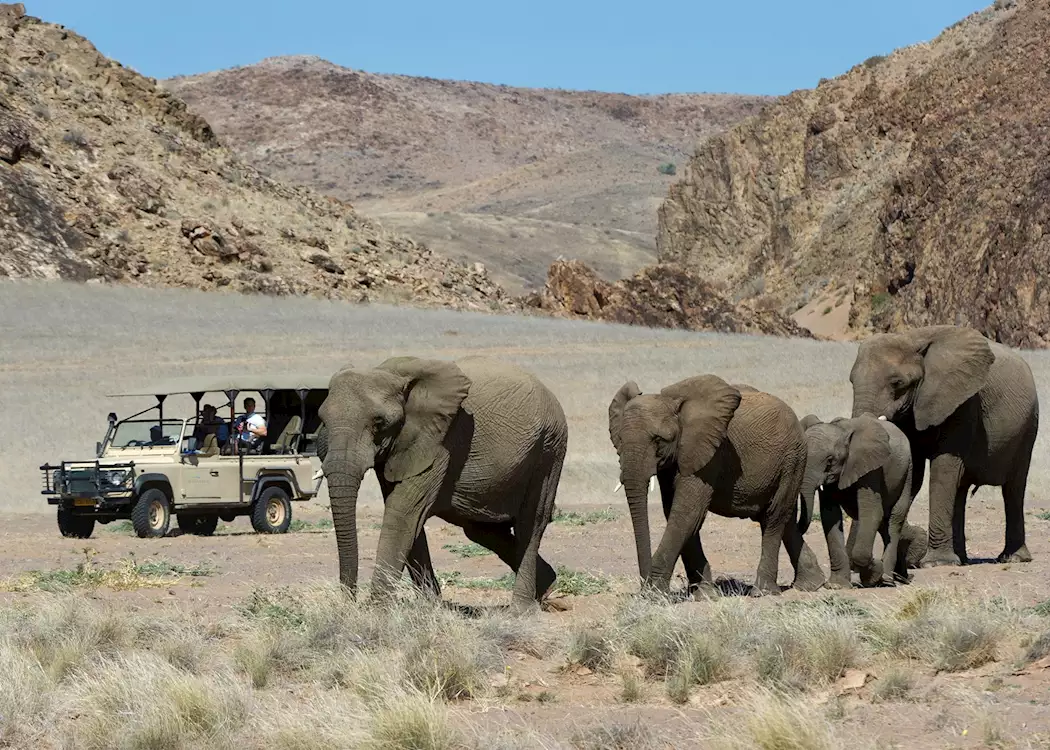 Desert elephant in Damaraland, Namibia