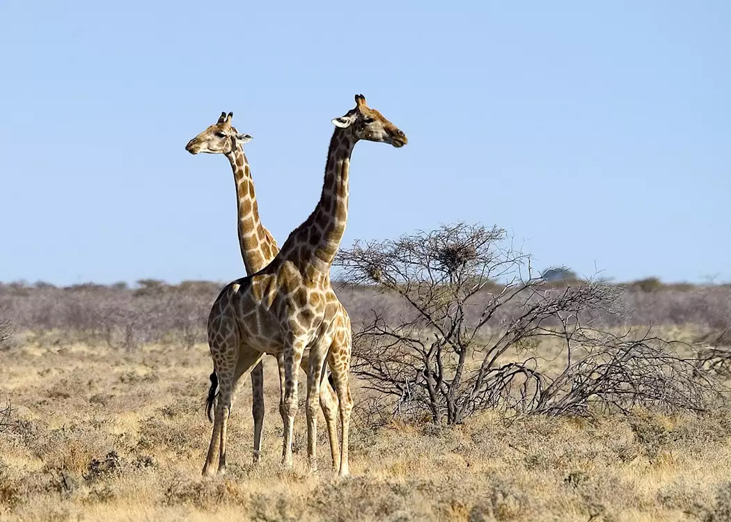Giraffe pair in Etosha National Park, Namibia