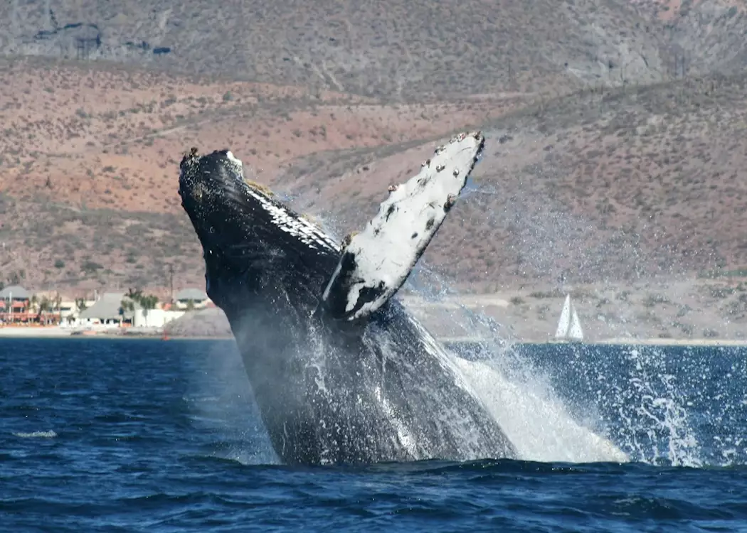 Humpback whale breaching, Baja