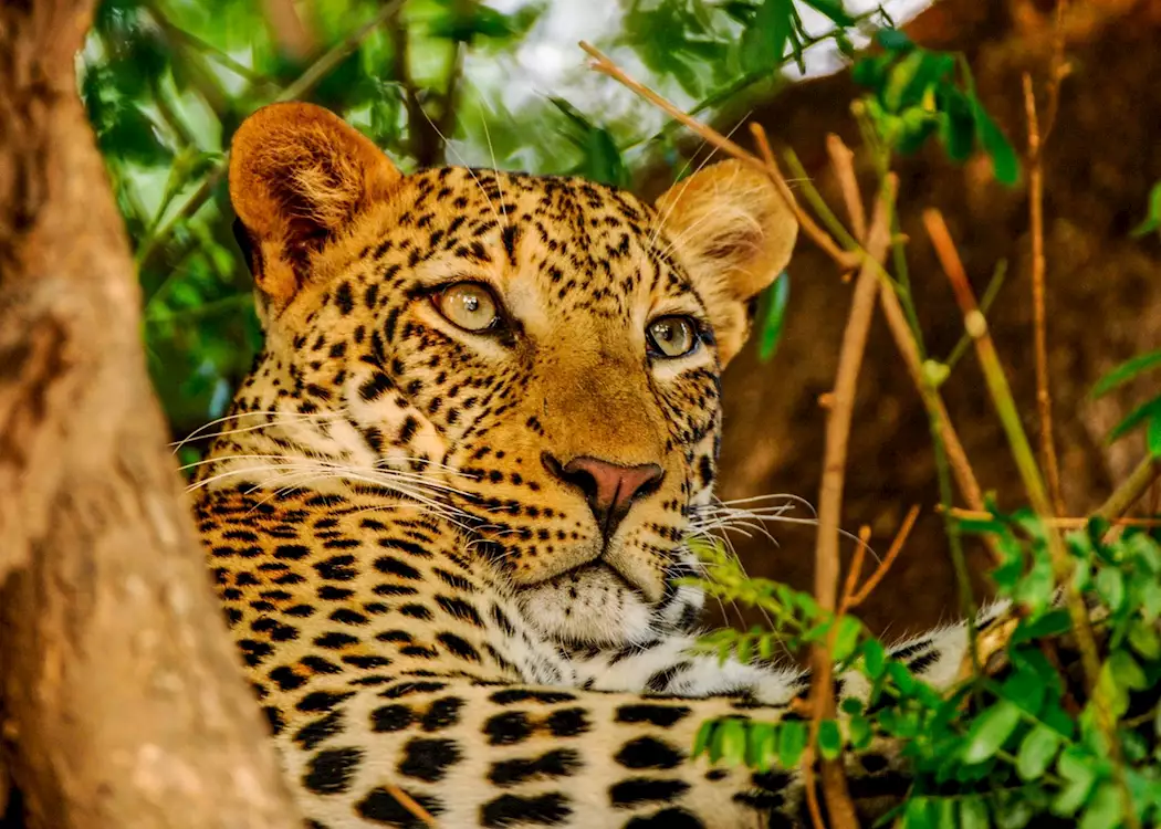 Leopard,Lower Zambezi National Park,Zambia