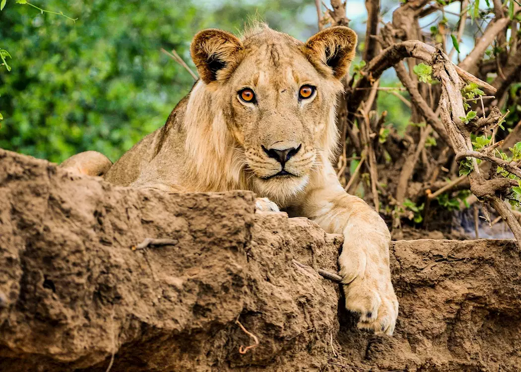 Lion on the riverbank, Lower Zambezi National Park,Zambia