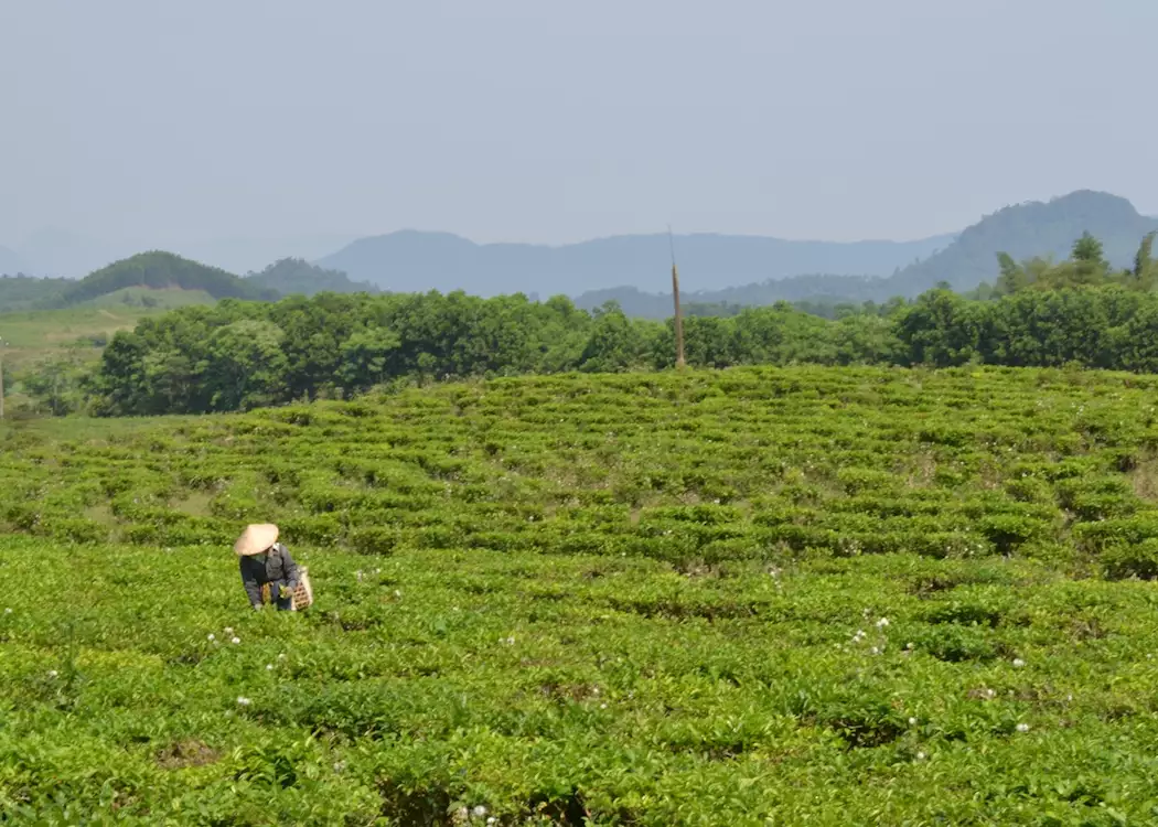 Tea plantations in the hills outside Hoi An