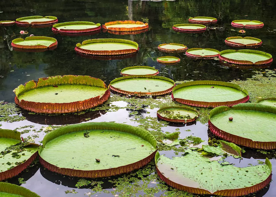 Giant lily pads, Brazilian Amazon