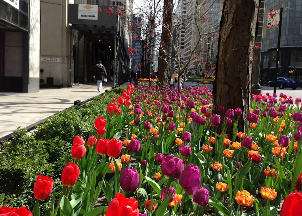 Tulips along the Magnificent Mile, Chicago