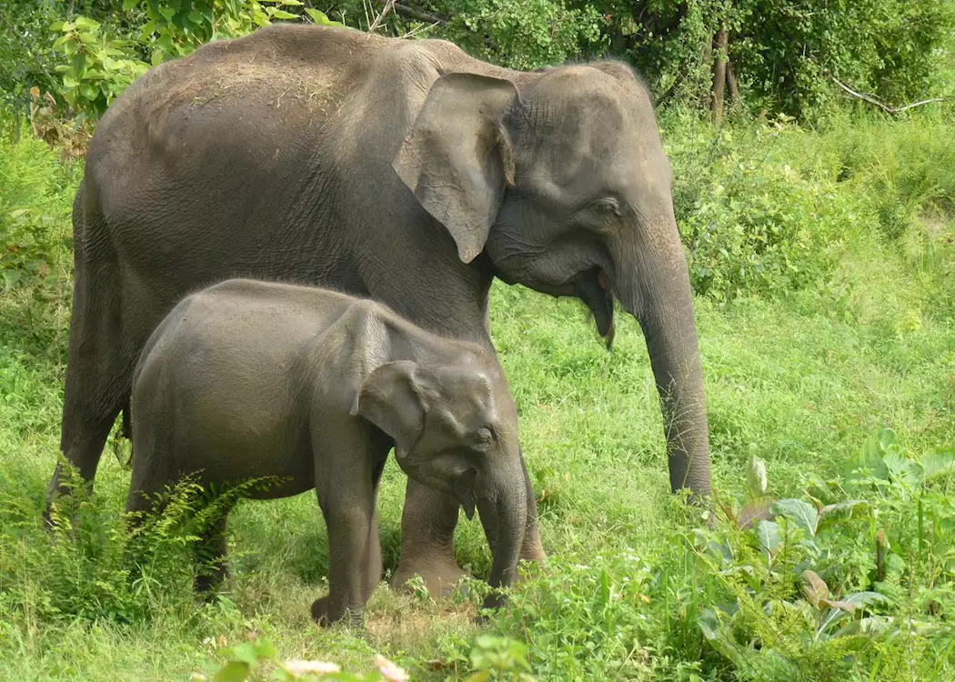 Mother and baby elephants in the wild